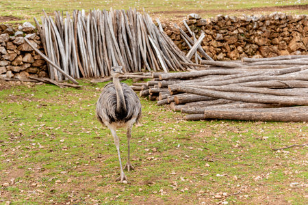 Domestic emu walking around spacious stable on farm, animals grazing outsideの写真素材
