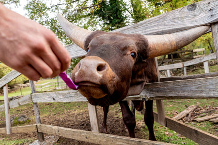 Person feeds bull cow Watussi in paddock yard on farm, animal on village ranchの写真素材