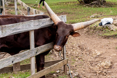 Watussi in paddock yard on farm, animal on village ranch countrysideの写真素材