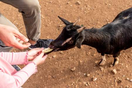 Domestic goats grazing in spacious paddock, farm animals in the farmyard of the villageの写真素材