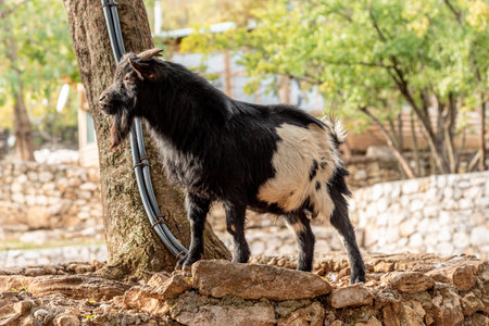 Domestic goats grazing in spacious paddock, farm animals in the farmyard of the villageの写真素材