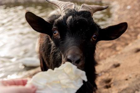 Domestic goats in the farmyard of the villageの写真素材
