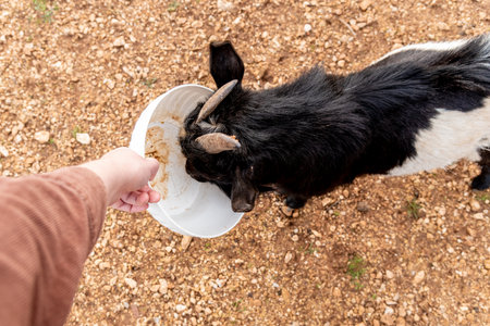 Person feed domestic goats grazing in spacious paddock, farm animals in the farmyard of the villageの写真素材
