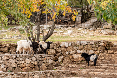 Domestic goats in the farmyard of the villageの写真素材