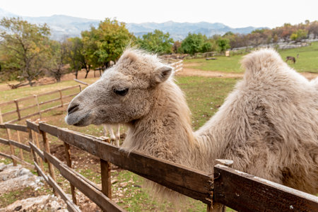 Camel in spacious paddock at mammal domestic farm grazing meadow pasture outdoorの写真素材