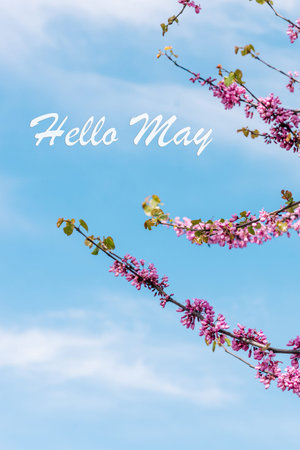 Poster card spring text lettering Hello May on romantic bloom blossom tree flowers