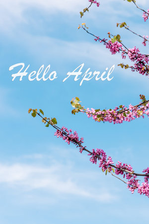 Poster card spring text lettering Hello April on romantic bloom blossom tree flowers