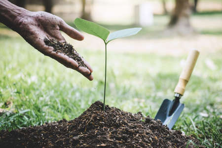 Planting a tree, Hands of young man were planting the seedlings and tree growing into soil while working in the garden as save the world, earth day, nature, environment and ecology concept.の写真素材