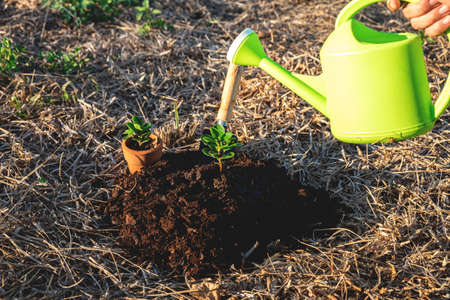 Hand of people helping plant the seedlings tree to preserve natural environment while working save world together, Earth day and Forest conservation concept.の写真素材
