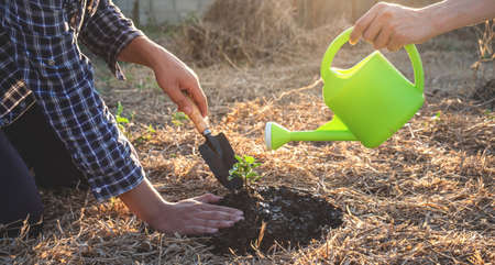 Hand of people helping plant the seedlings tree to preserve natural environment while working save world together, Earth day and Forest conservation concept.の写真素材
