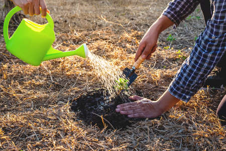 Hand of people helping plant the seedlings tree to preserve natural environment while working save world together, Earth day and Forest conservation concept.の写真素材