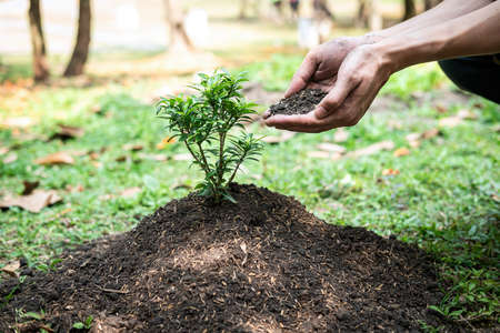 Man holding the soil in two hands to add more soil to the planted seedlings into the ground while working in the garden and reforestation for environment earthの写真素材