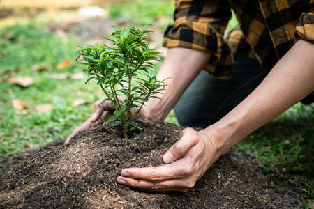 Man carrying seedling in two hands and protection new growing seedling to planting into soil in the garden while reforestation for environment earthの写真素材