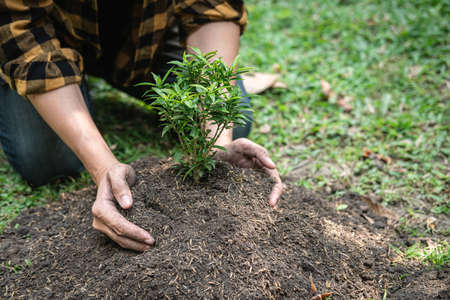 Man carrying seedling in two hands and protection new growing seedling to planting into soil in the garden while reforestation for environment earthの写真素材