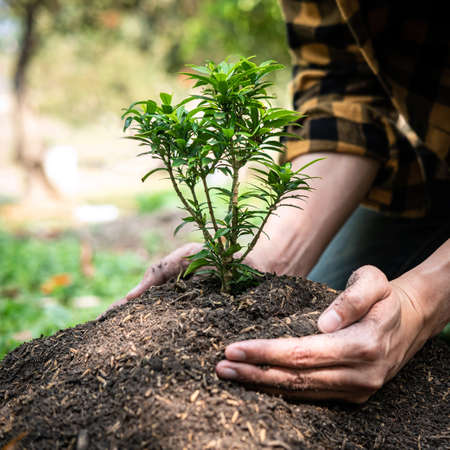 Man carrying seedling in two hands and protection new growing seedling to planting into soil in the garden while reforestation for environment earthの写真素材