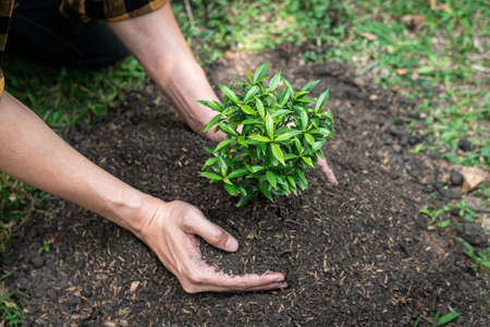 Man carrying seedling in two hands and protection new growing seedling to planting into soil in the garden while reforestation for environment earthの写真素材