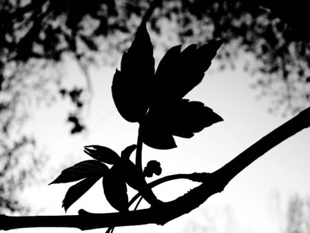 tree leaf                     