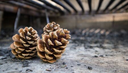 Three rustic pineconesの写真素材