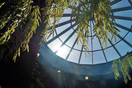 Through the glass vault of the building and the leaves of the plant you can see the blue sky and the light of the sunの写真素材