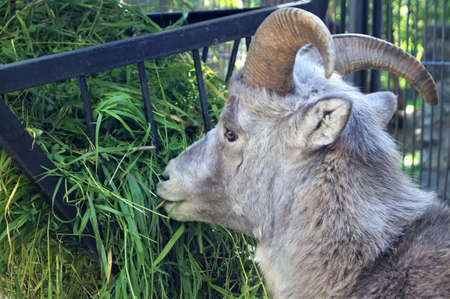 Horned goat in the Park chewing the green grassの写真素材