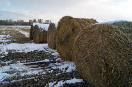 Sheaves of hay in the field ready for export at the end of autumnの写真素材