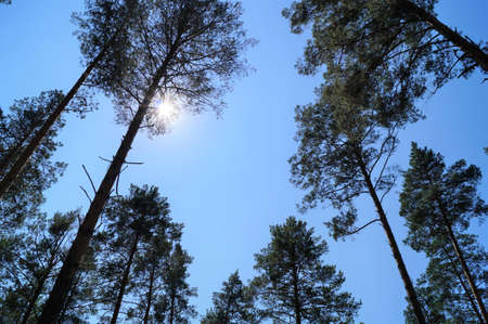 The sun shines through the trees in Suzun reserve of Altai Kraiの写真素材