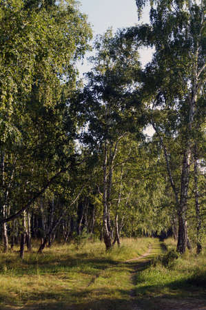 Nature near the village Burmistrovo road in the green forest leaving the distanceの写真素材