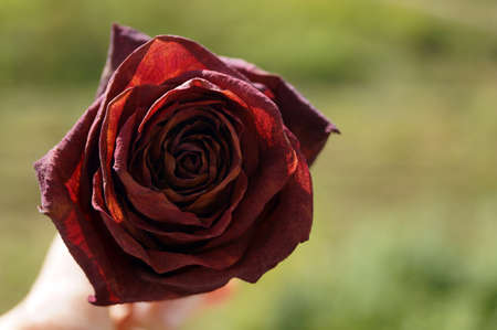 Rose flower on the background of blurred greenery, even withering it remains beautiful