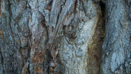 Background, gorge in the texture of the tree bark in the form of a waveの写真素材