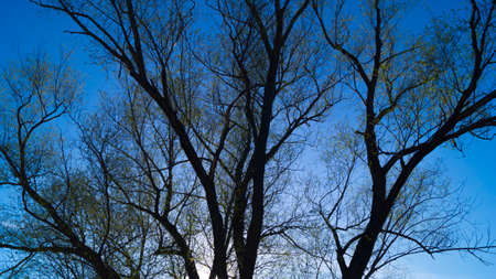 Background, the silhouette of a branched tree against the blue sky in the spring begins to produce green leavesの写真素材