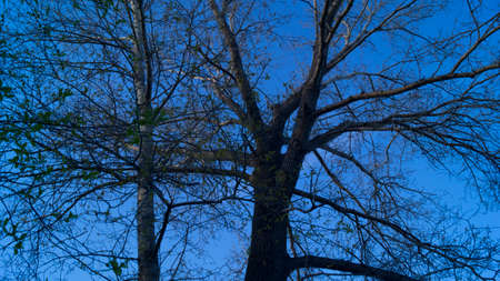 Background, the silhouette of a branched tree against the blue sky in the spring begins to produce green leavesの写真素材
