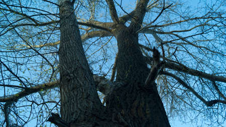 Background, the silhouette of a branched tree against the blue sky in the spring begins to produce green leavesの写真素材