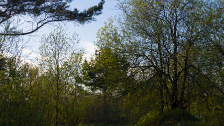 Background, the trees in the park in the spring in the eveningの写真素材