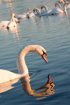 Swans