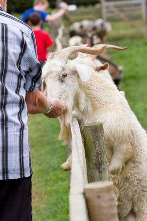 Goat taking food from a handの写真素材