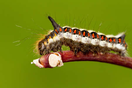 Caterpillarの写真素材