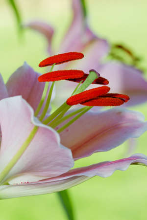 Pink flowerの写真素材