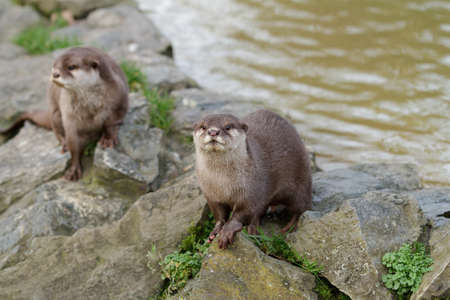 Ottersの写真素材