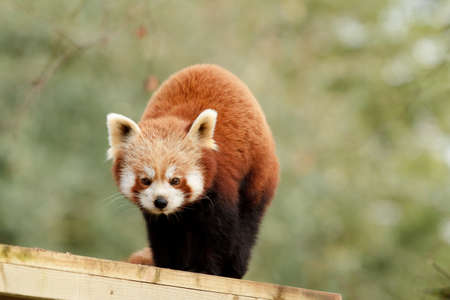 Red Pandaの写真素材