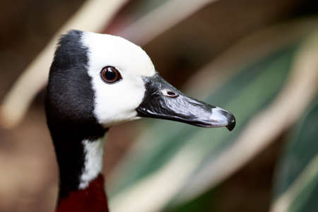 White-Faced Whistling Duckの写真素材