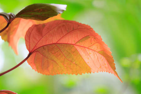 Autumn Leaf