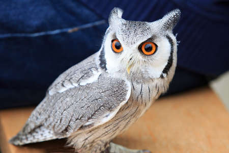Little owlの写真素材