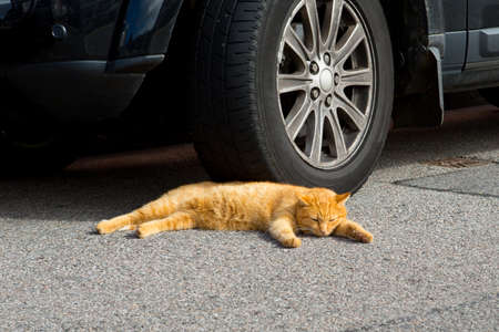 Cat asleep