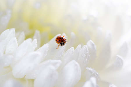 Ladybird on a white flower