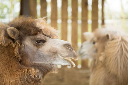 Close up profile of a Bactrian Camelの写真素材