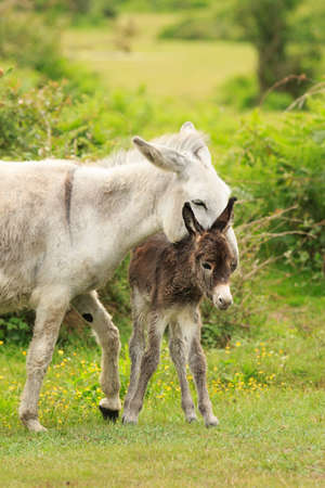 Donkey, mother and newborn foalの写真素材