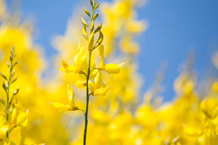 Yellow flower isolated against blueの写真素材
