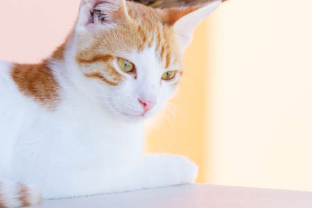 Young catの写真素材