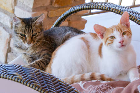 Two cats sitting on a chair