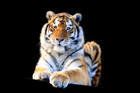 Tigerの写真素材